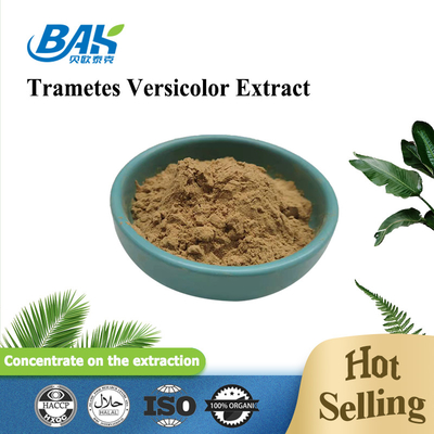 10% - 50% Trametes Versicolor Extract em pó Suplemento de extracto de cogumelo