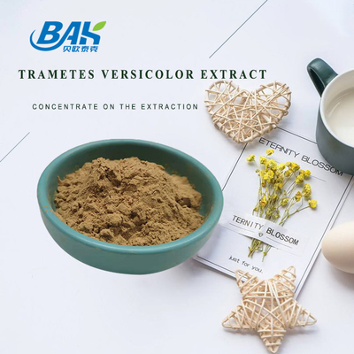 10% - 50% Trametes Versicolor Extract em pó Suplemento de extracto de cogumelo