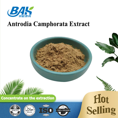 Polissacarídeos 10% - 50% Suplemento de extracto de cogumelo Antrodia Camphorata Extracto em pó