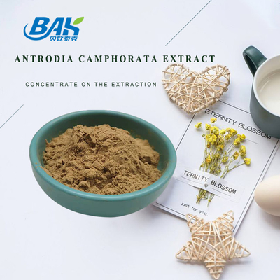 Polissacarídeos 10% - 50% Suplemento de extracto de cogumelo Antrodia Camphorata Extracto em pó