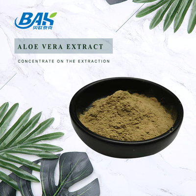 Fábrica por atacado Extracto de hortelã-pimenta pura Suplementos de reforço imunológico Mentha Haplocalyx Briq Brown Powder