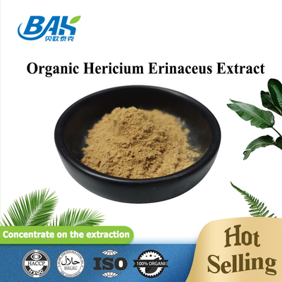 Extracto de cogumelo Hericium Erinaceus em pó orgânico natural para suplemento
