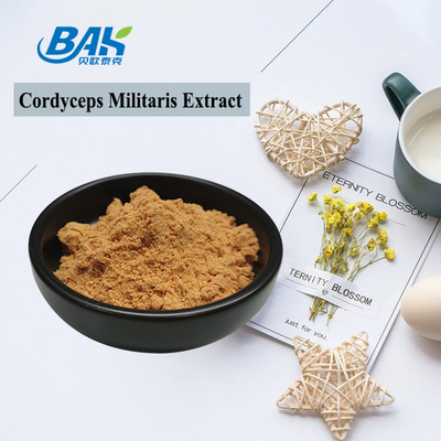 80 a 120 Mesh Cordyceps Militaris Extracto em pó Fábrica de fornecimento