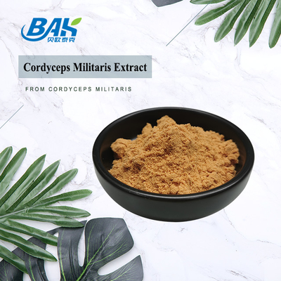 80 a 120 Mesh Cordyceps Militaris Extracto em pó Fábrica de fornecimento
