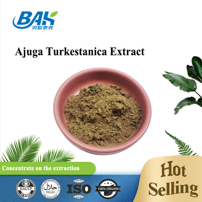 Extrato 2%-20% de Turkestanica do Ajuga