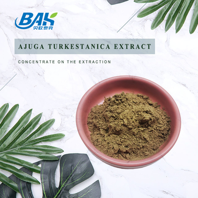 Extrato 2%-20% de Turkestanica do Ajuga
