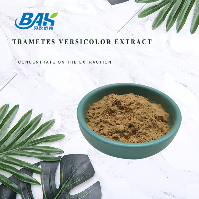 10% - 50% Trametes Versicolor Extract em pó Suplemento de extracto de cogumelo