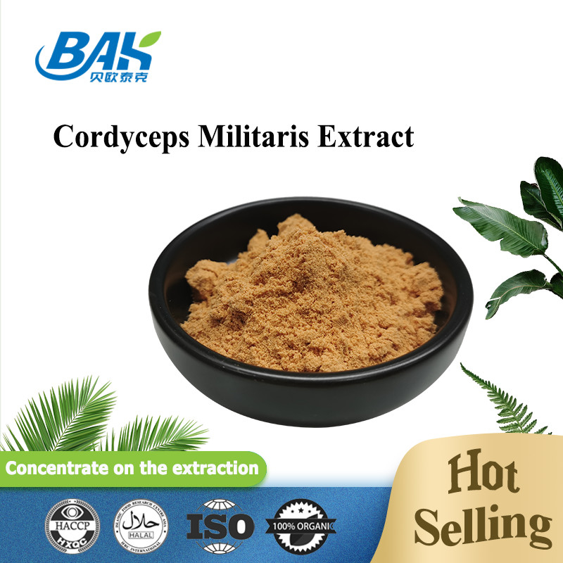 80 a 120 Mesh Cordyceps Militaris Extracto em pó Fábrica de fornecimento